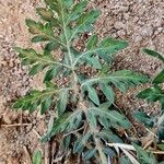 Parthenium hysterophorus Feuille