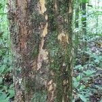 Dulacia guianensis 樹皮