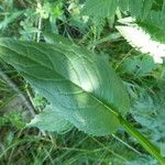 Crepis pyrenaica Hoja