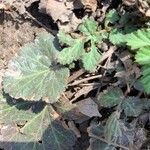 Geum canadense Leaf