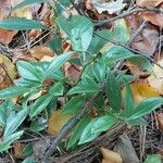 Sarcococca ruscifolia Foglia