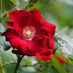 Rosa pendulina Λουλούδι