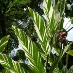 Alpinia zerumbet Leaf