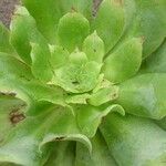 Aeonium cuneatum পাতা