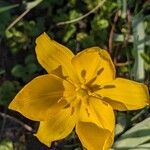Tulipa sylvestris Flor