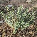 Euphorbia macroclada Прочее