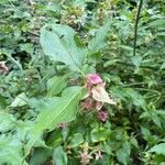 Leycesteria formosa Листок