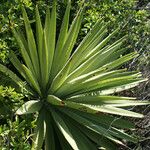 Agave sisalana Облик