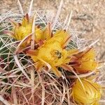 Ferocactus cylindraceus Flower