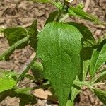 Galinsoga quadriradiata Leaf