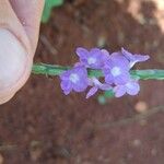 Stachytarpheta cayennensis Λουλούδι
