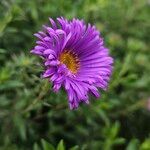 Symphyotrichum novae-angliae Blüte