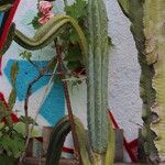 Trichocereus macrogonus Leaf