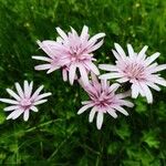 Podospermum purpureum 花