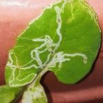 Lactuca muralis Likasa