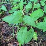 Rumex conglomeratusFuelha