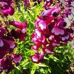 Penstemon hartwegii Flower