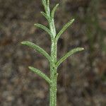 Chaenactis glabriuscula Hoja