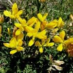 Cytisus decumbens Цвят