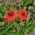 Echinacea purpureaFlower