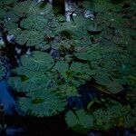 Nymphaea rubra Blad