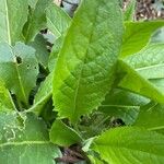 Hesperis matronalis Leaf