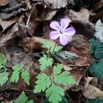 Geranium robertianumЦветок