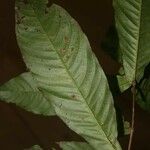 Quiina guianensis 葉