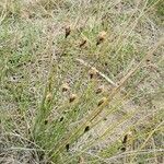 Schoenus nigricans Blomma