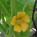 Abutilon theophrasti Blomst