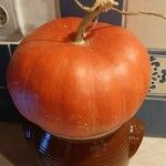 Cucurbita maxima Плод