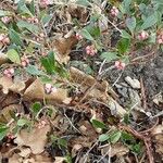 Arctostaphylos uva-ursi Hábito