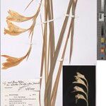 Gladiolus verdickii Други