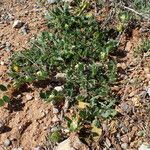 Tripodion tetraphyllum Hábito