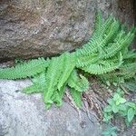 Polystichum scopulinum