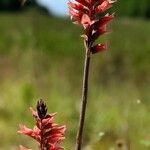 Sacoila lanceolata പുഷ്പം