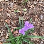 Tradescantia ohiensis Blomst