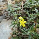 Helianthemum italicum 形態