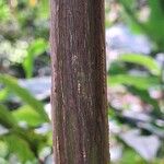 Terminalia superba Corteza