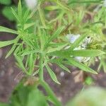 Nigella sativa Foglia