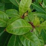 Fuchsia arborescens Folio