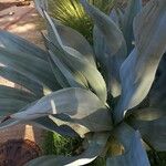 Agave shaferi Листок