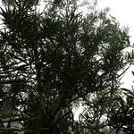 Podocarpus lucienii ശീലം