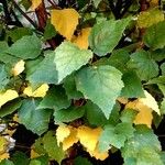 Betula humilis Leaf