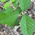 Toxicodendron radicans Лист