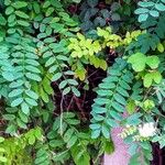 Robinia viscosa Συνήθη χαρακτηριστικά