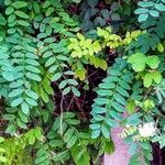 Robinia viscosa ശീലം