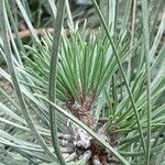 Pinus nigra Hostoa