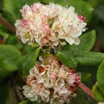 Eriogonum parvifolium Flor