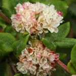 Eriogonum parvifolium Flower